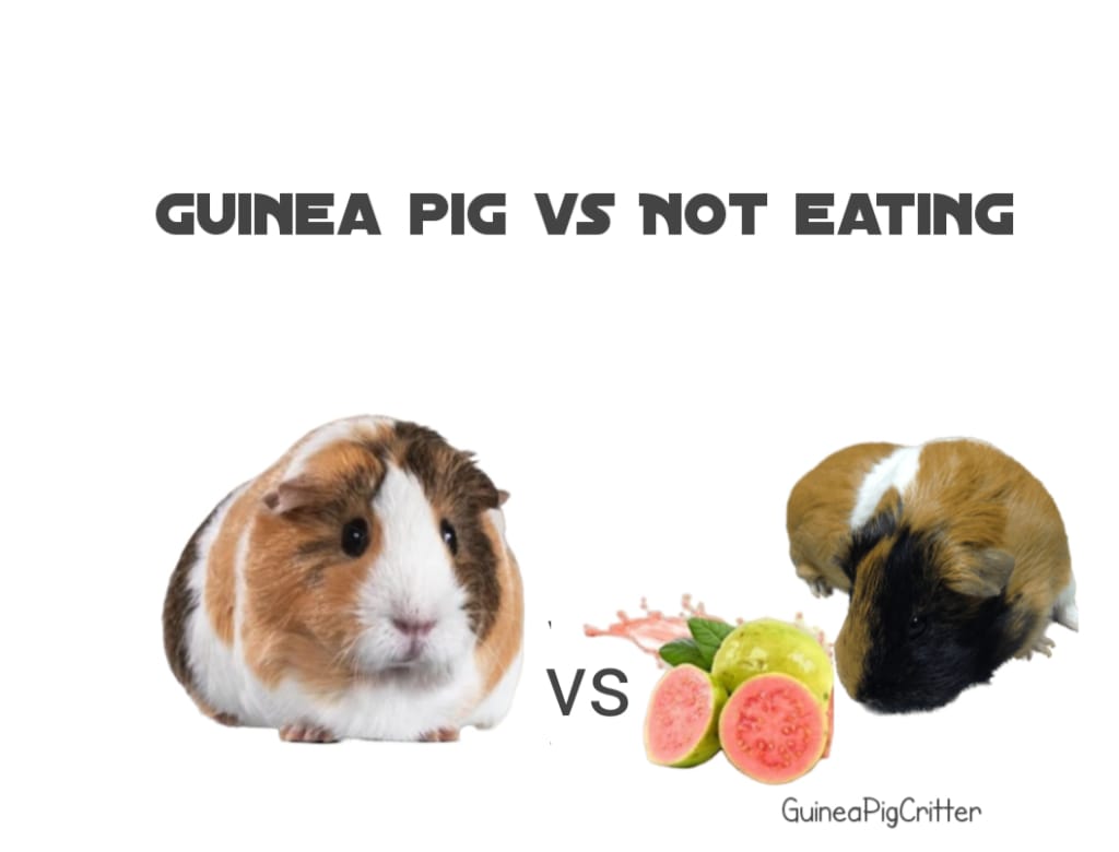 guinea pig vs not eating