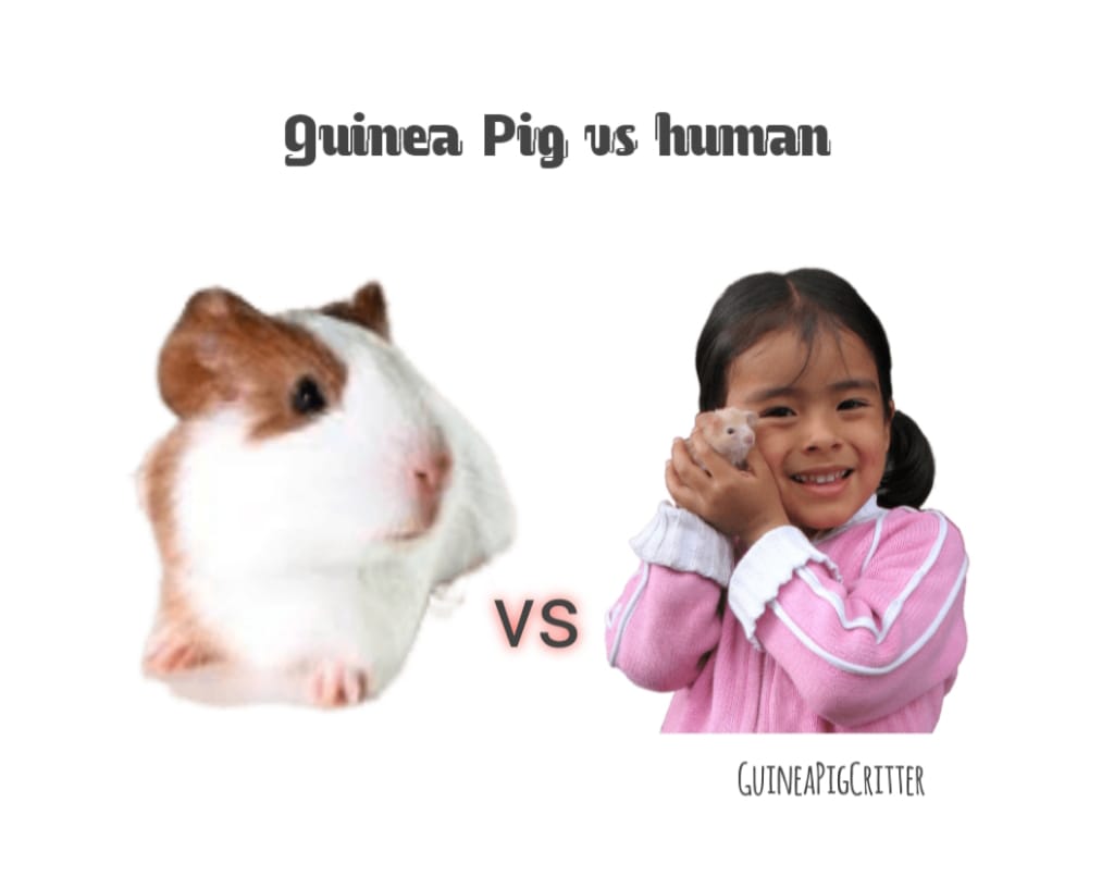 guinea pig vs human