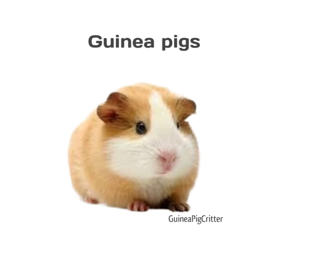 guinea pig