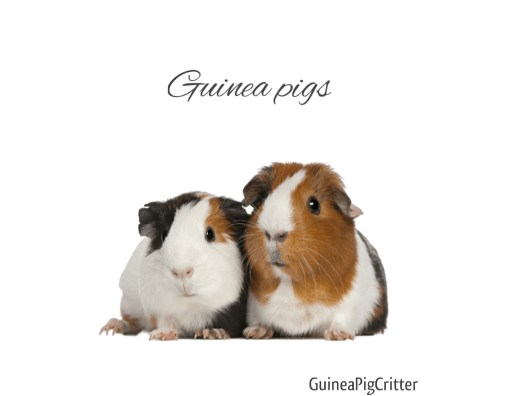 guinea pig