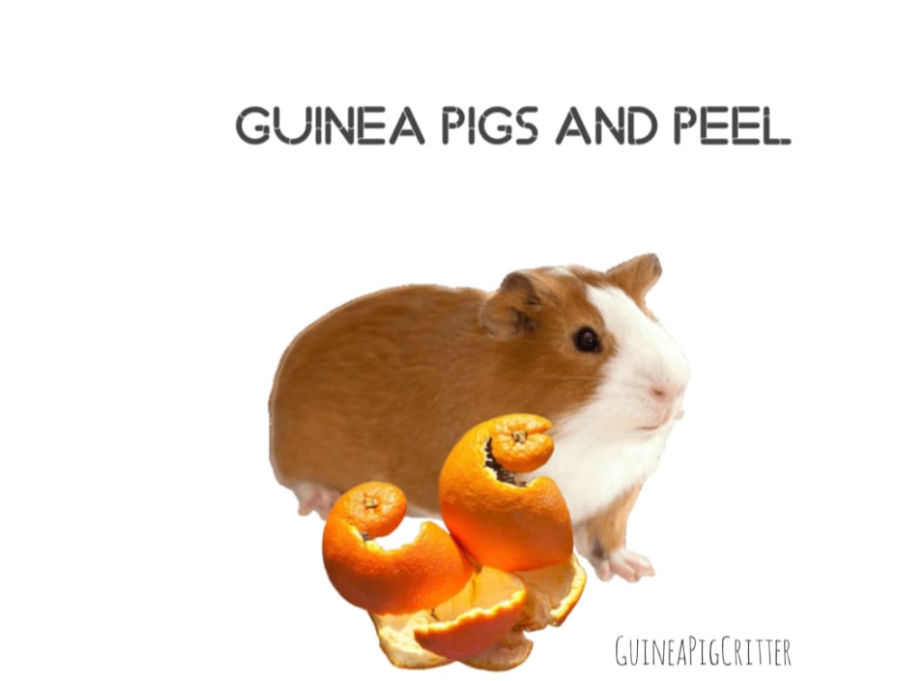 guinea pigs and peel