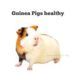 guinea pig healthy