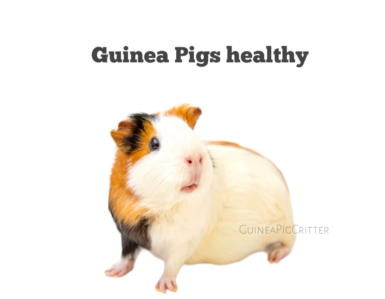 guinea pig healthy