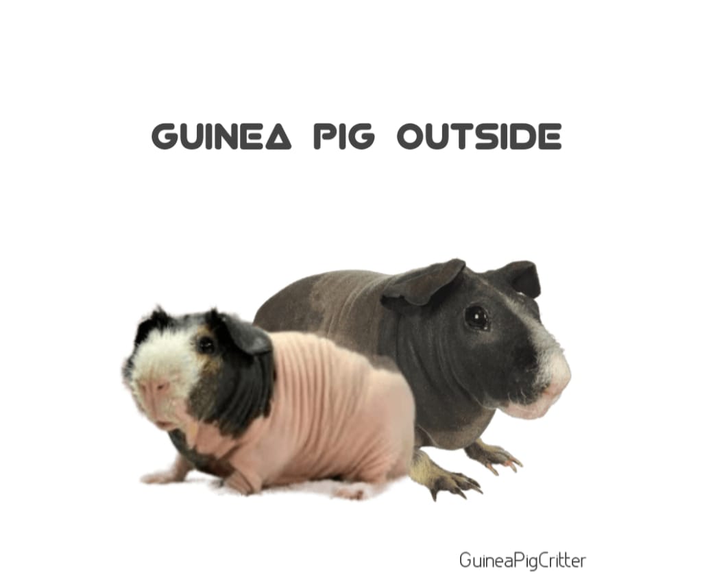 guinea pig outside