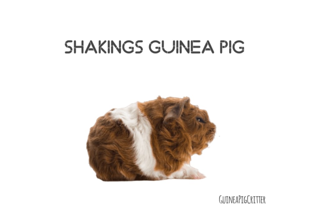 guinea pig shaking