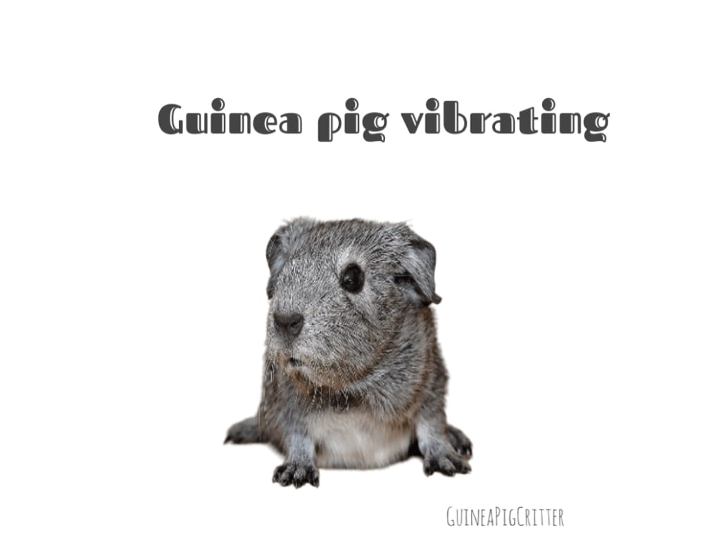 guinea pig vibrating