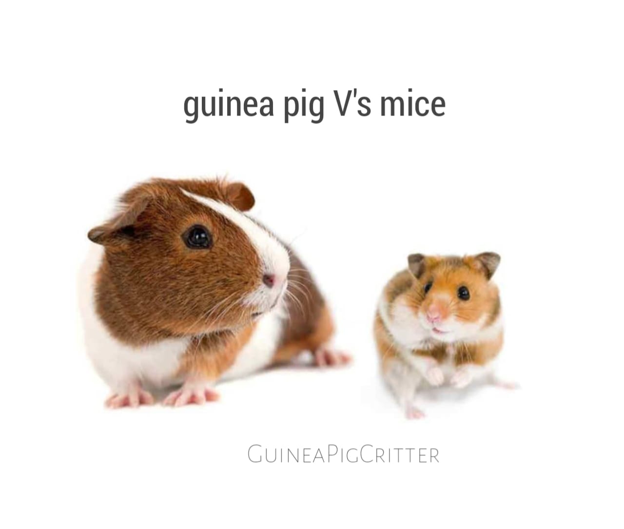 guinea pig vs mice