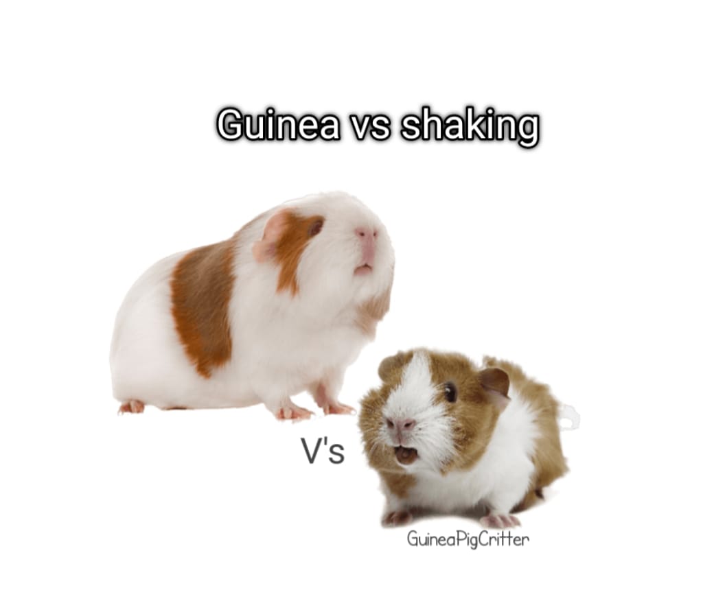 guinea pig vs shaking