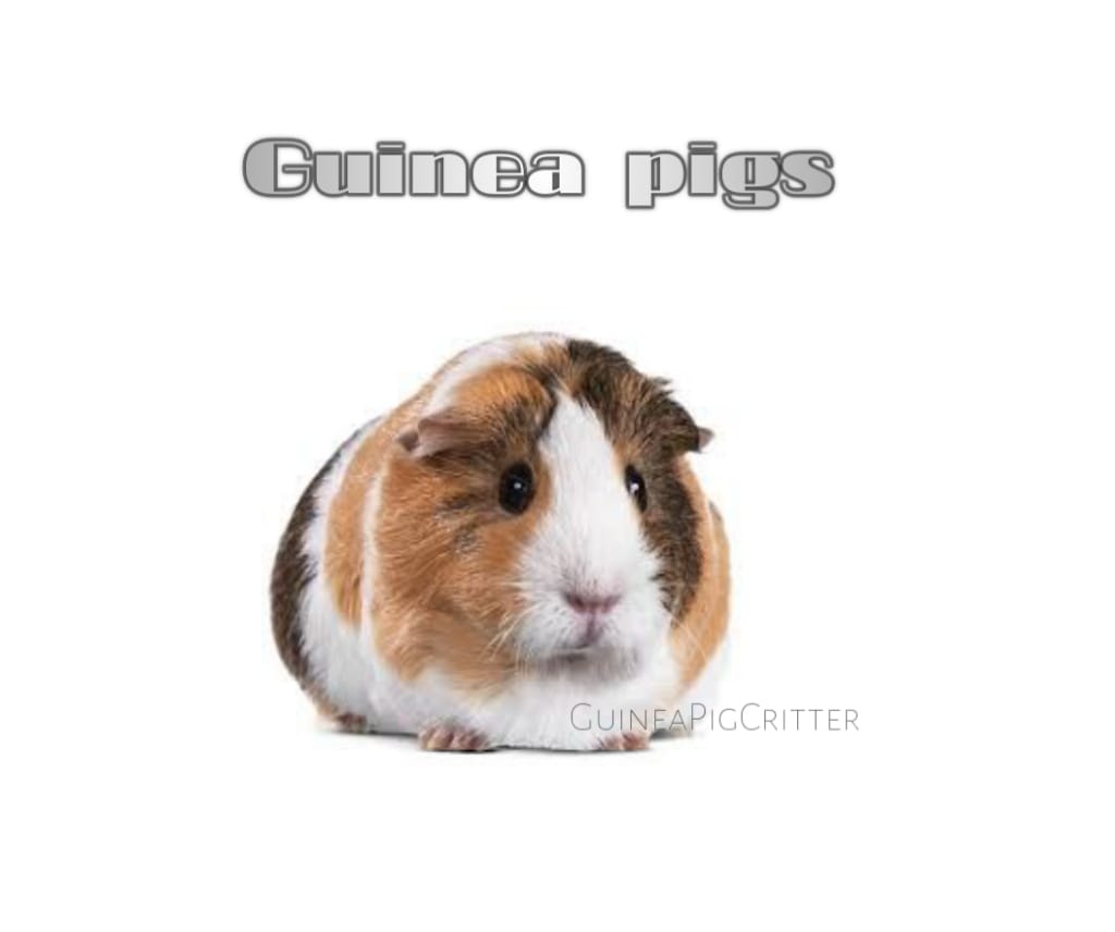 guinea pig