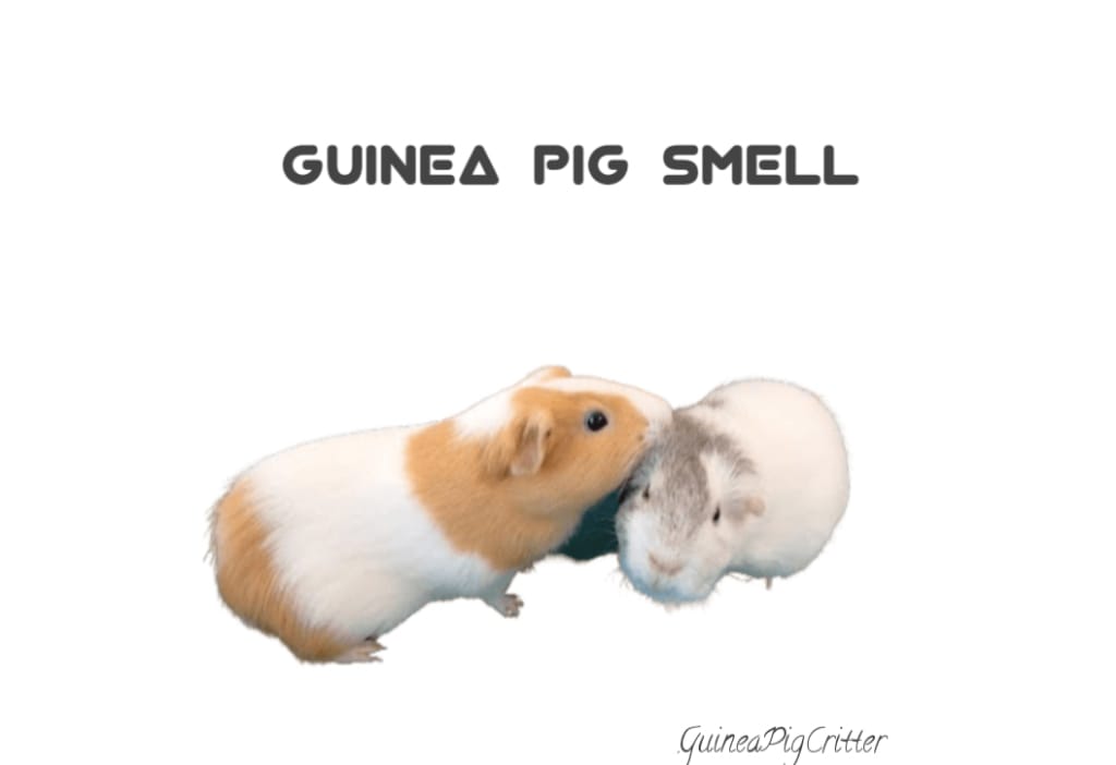 guinea pig smell