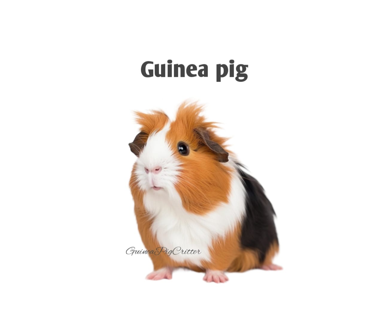 guinea pig