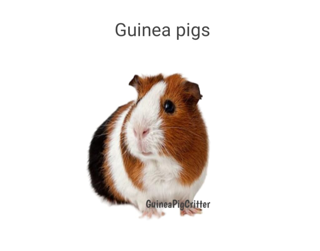 guinea pig