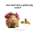 how much does a guinea pig cost