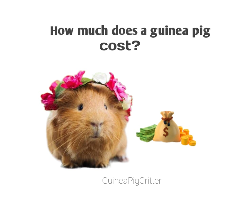 how much does a guinea pig cost