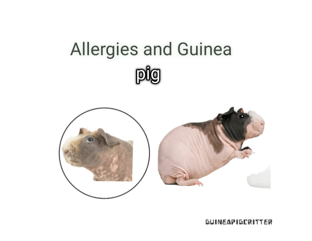 allergies and guinea pig