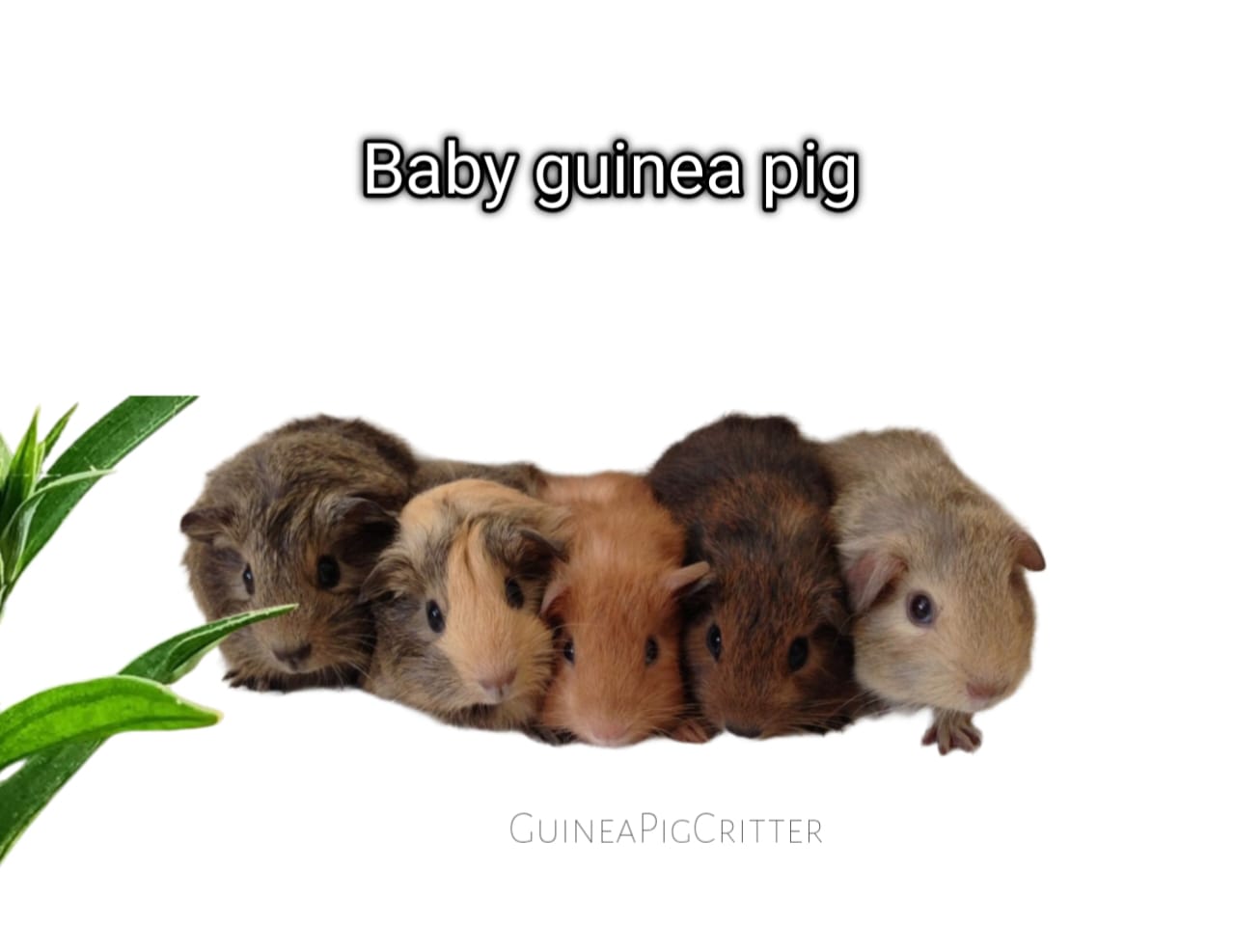 baby guinea pig