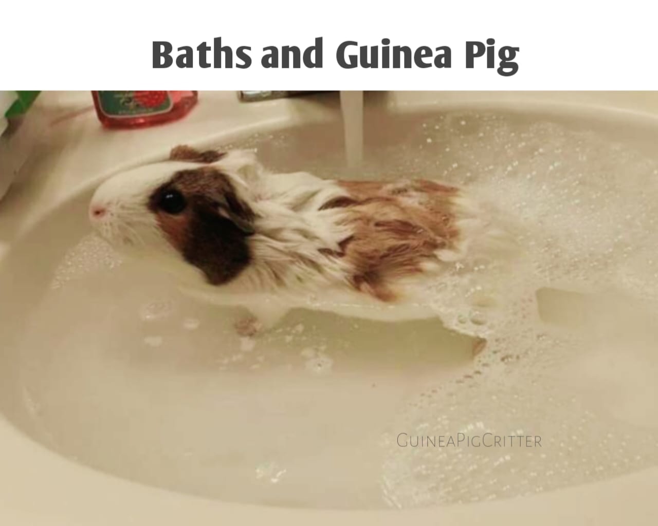 baths and guinea pig