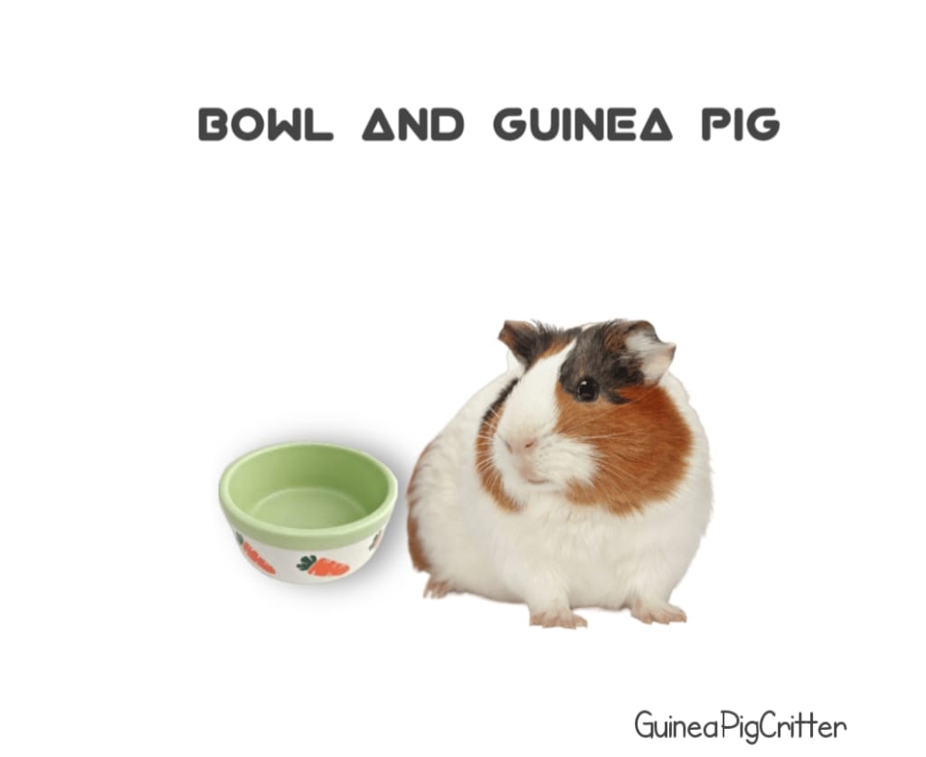 bowl and guinea