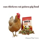 can chickens eat guinea pig food