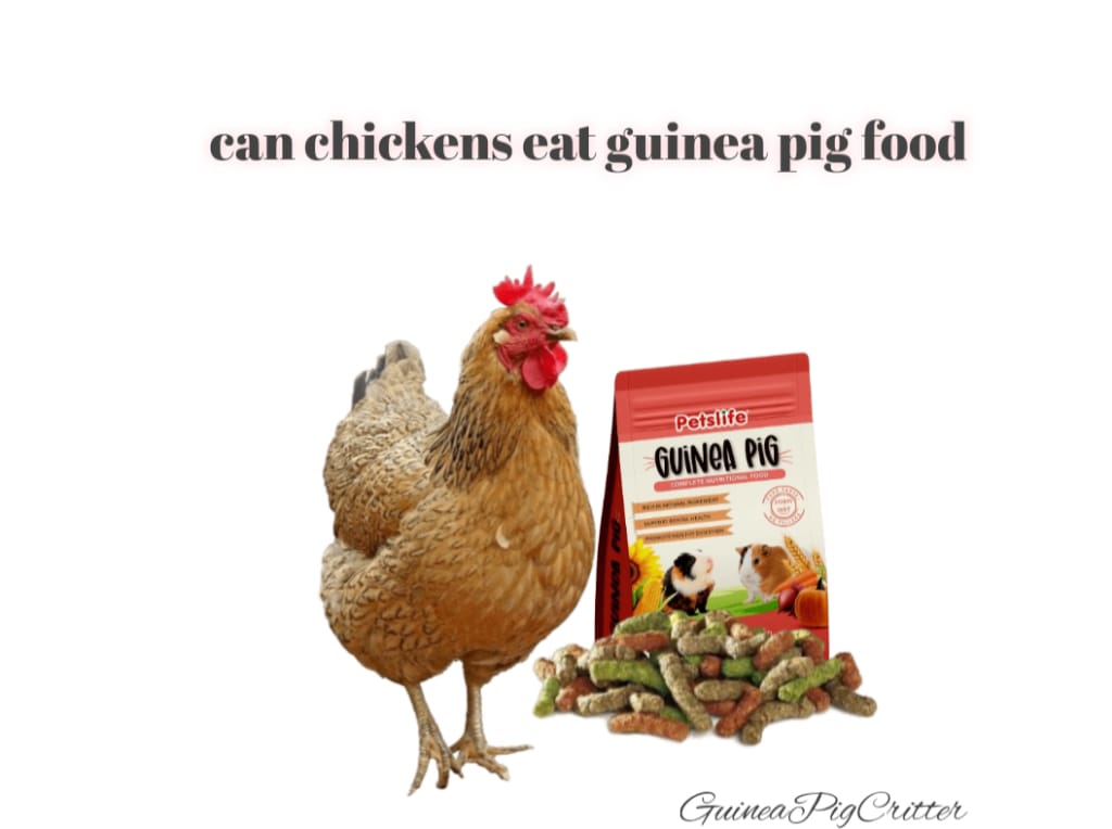 can chickens eat guinea pig food