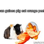 can guinea pig eat orange peel