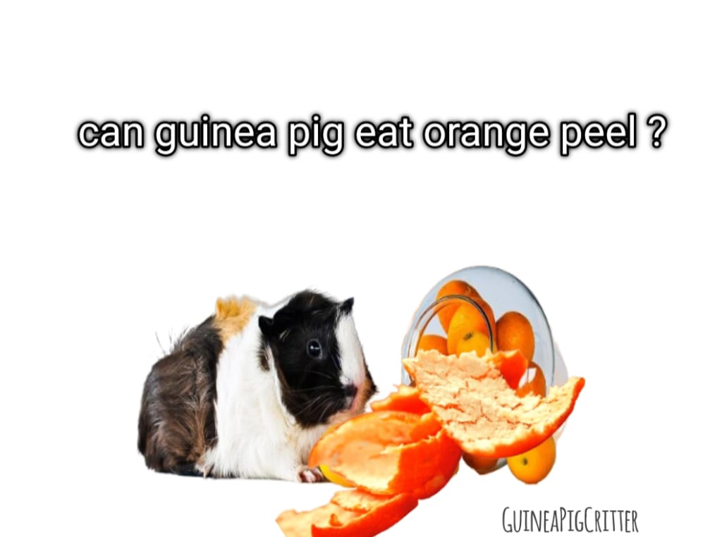 can guinea pig eat orange peel