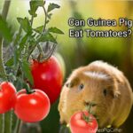 can guinea pig eat tomatoes