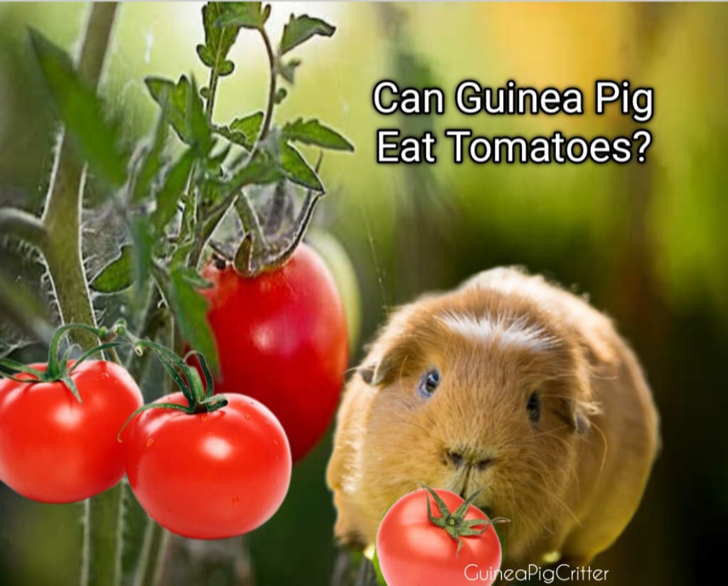 can guinea pig eat tomatoes