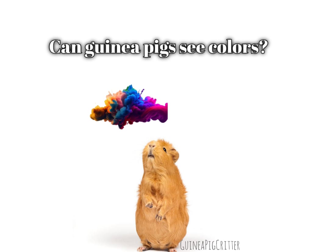 can guinea pig see color