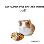 can guinea pigs eat any human food