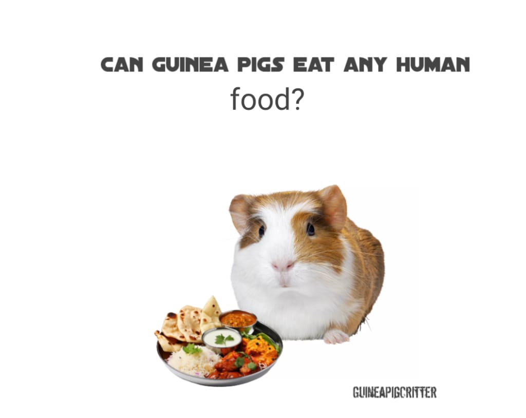 can guinea pigs eat any human food