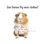 can guinea pigs wear clothes