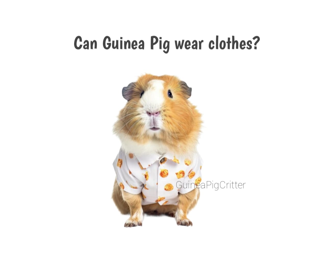 can guinea pigs wear clothes