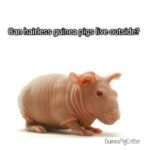 can hairless guinea pigs live outside