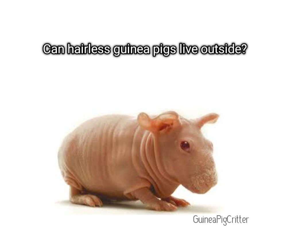 can hairless guinea pigs live outside