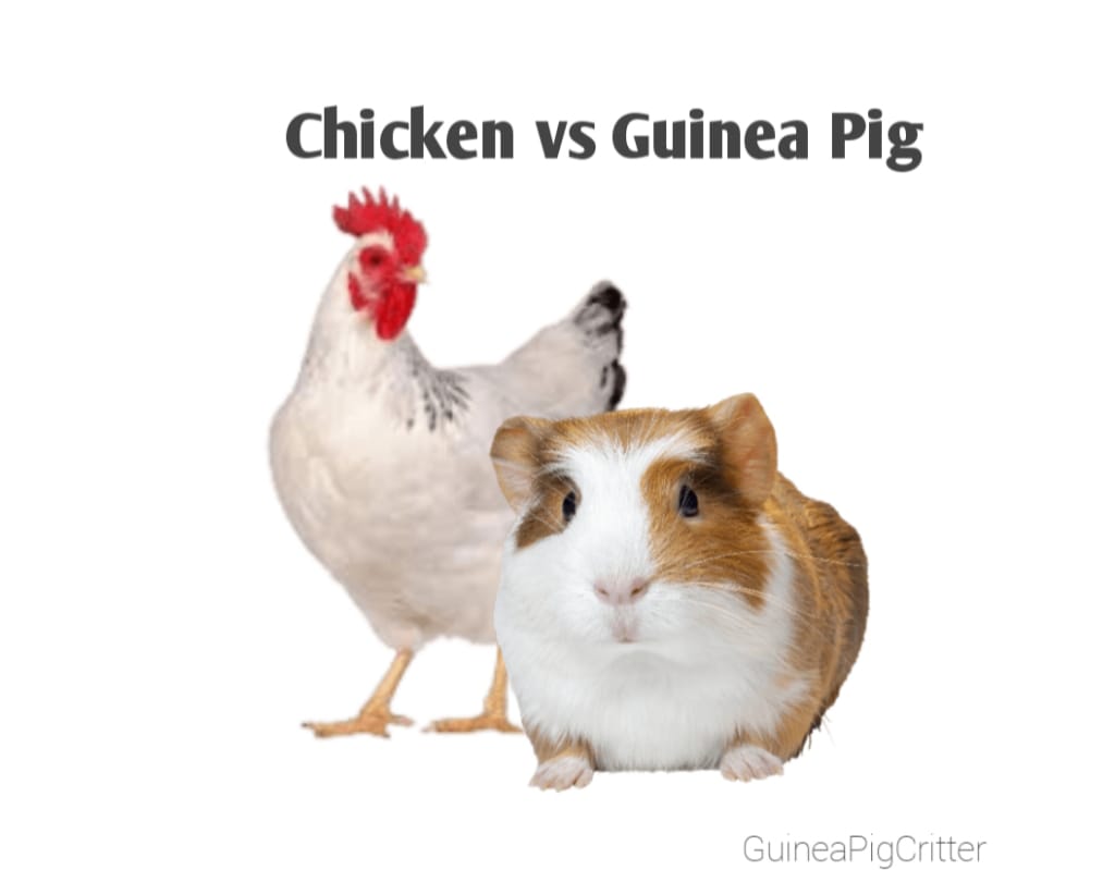 chicken vs guinea pig