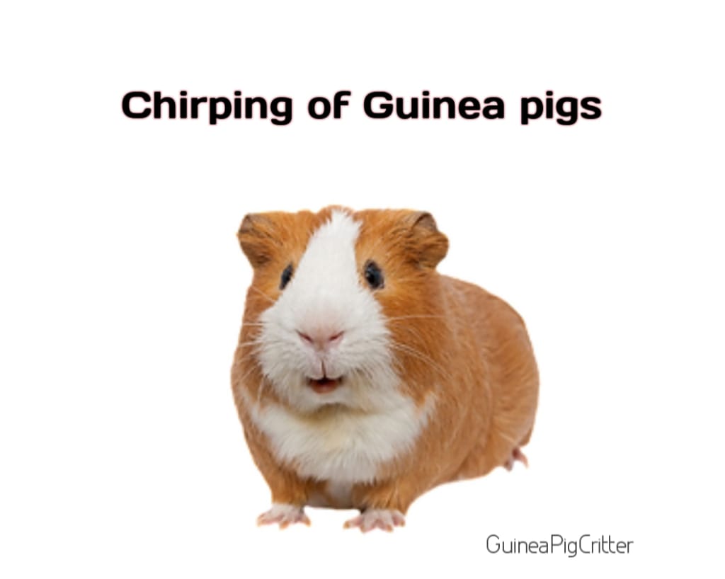 chirping guinea pig