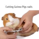 cutting and guinea pig nails