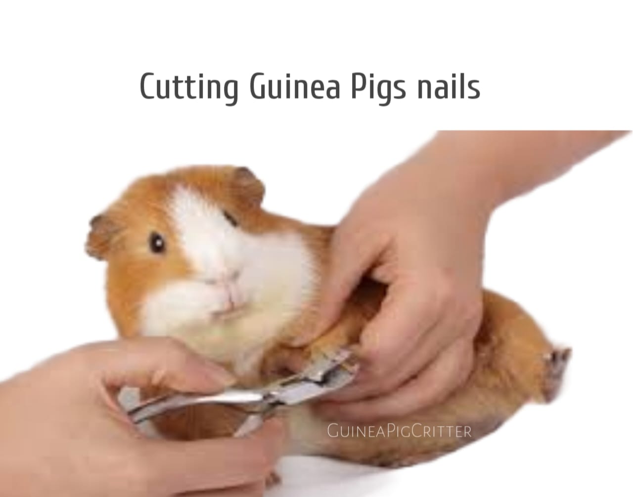 cutting and guinea pig nails