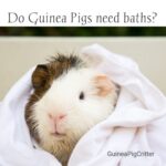 Do guinea pigs need baths