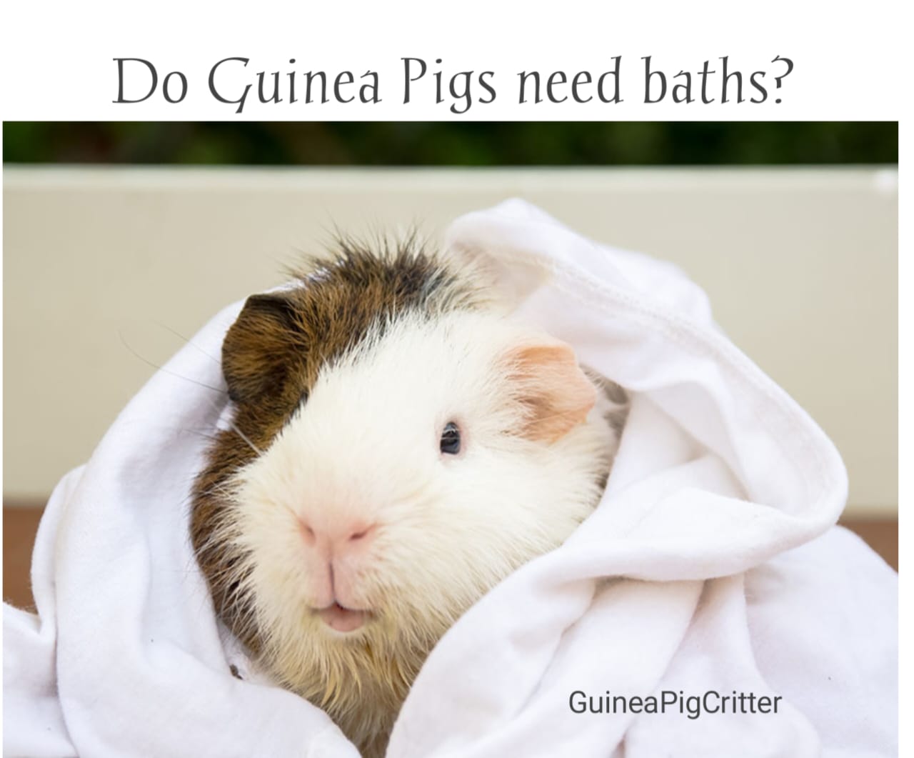 Do guinea pigs need baths