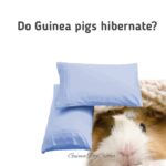 do guinea pigs hibernate