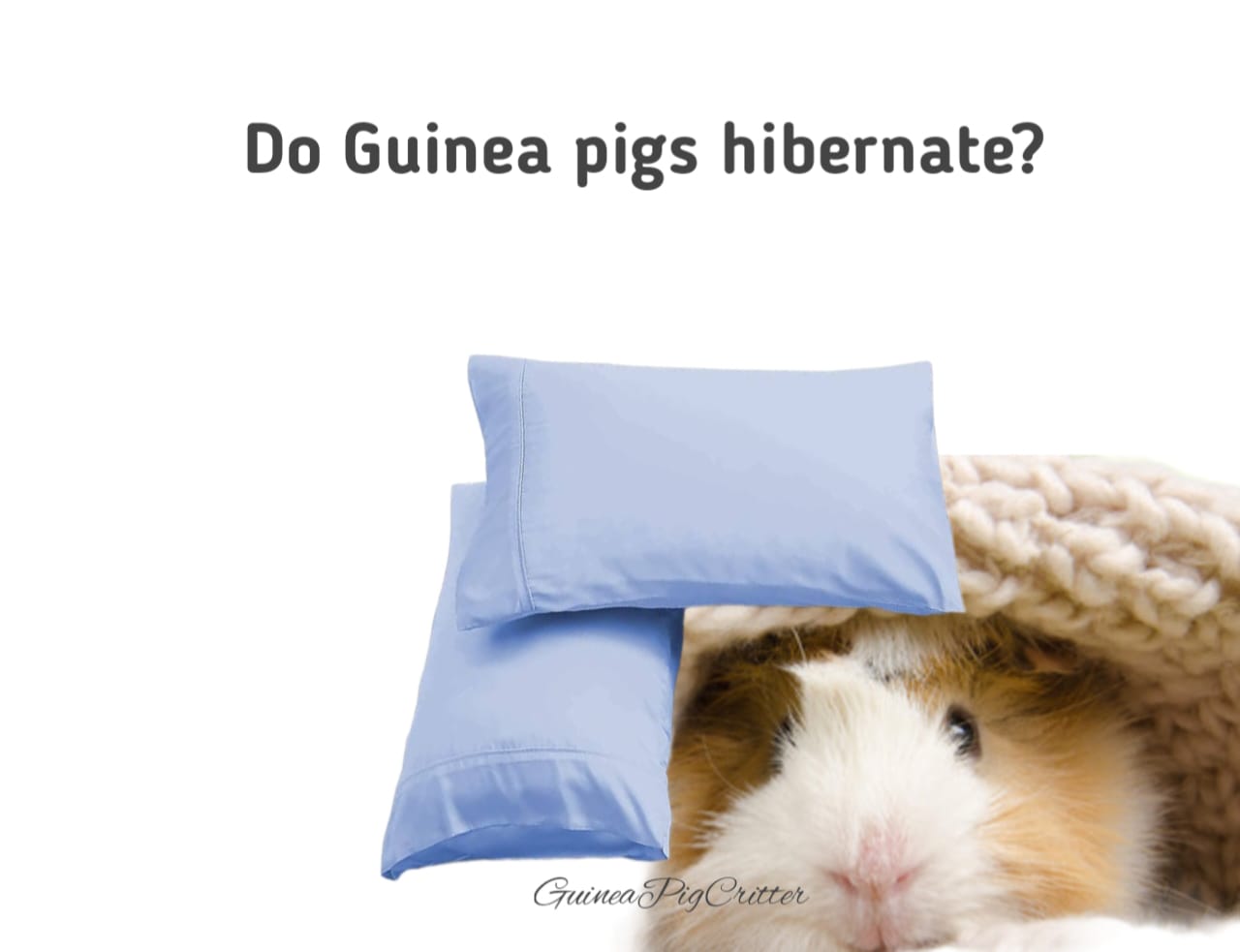 do guinea pigs hibernate