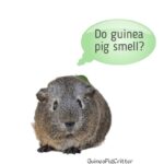 do guinea pig smell