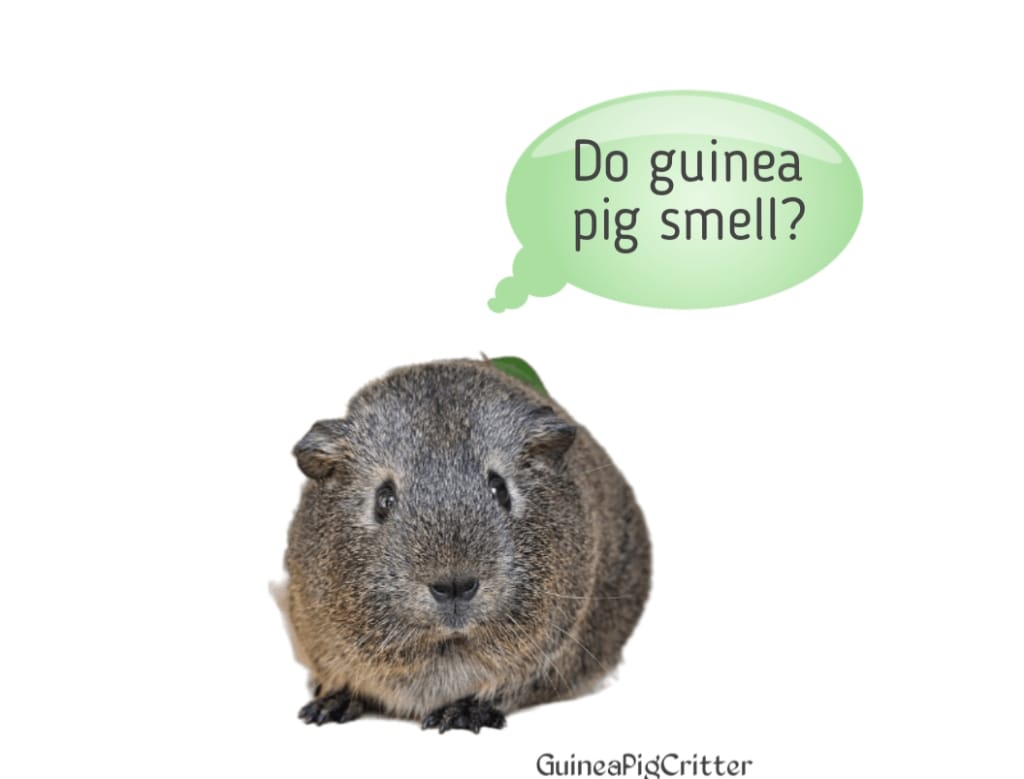 do guinea pig smell