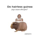 do hairless guinea pigs cause allergies