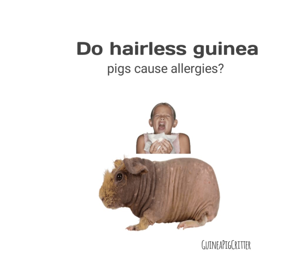 do hairless guinea pigs cause allergies