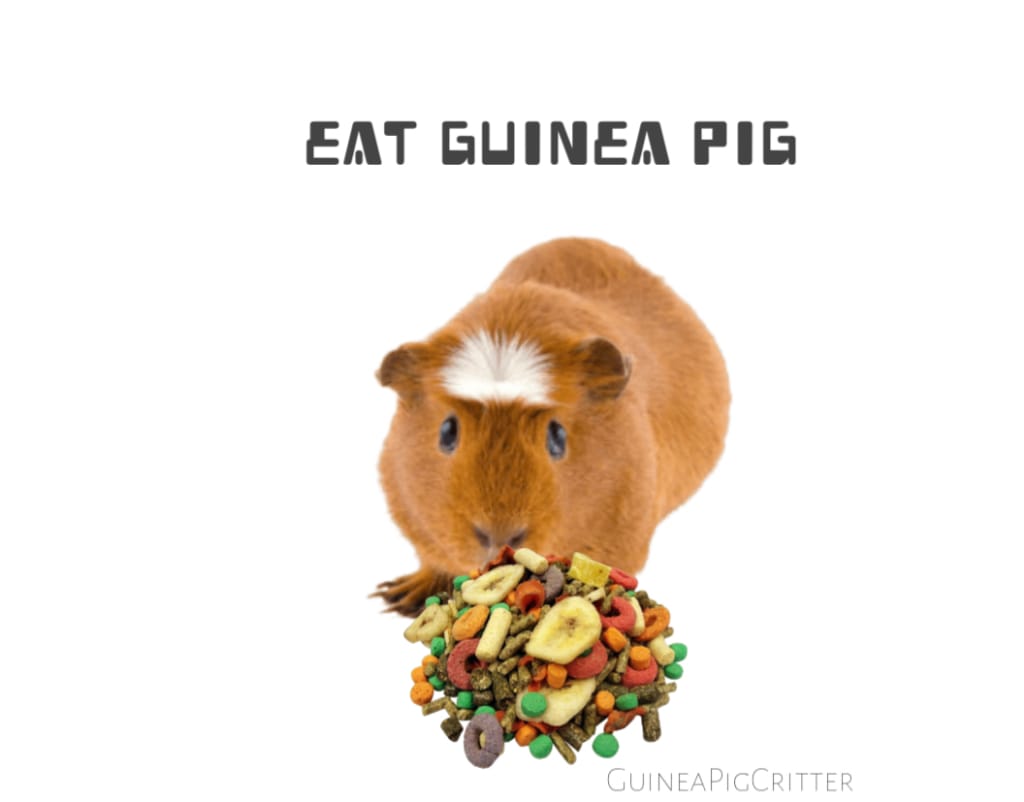 eat guinea pig