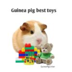 guinea pig best toys