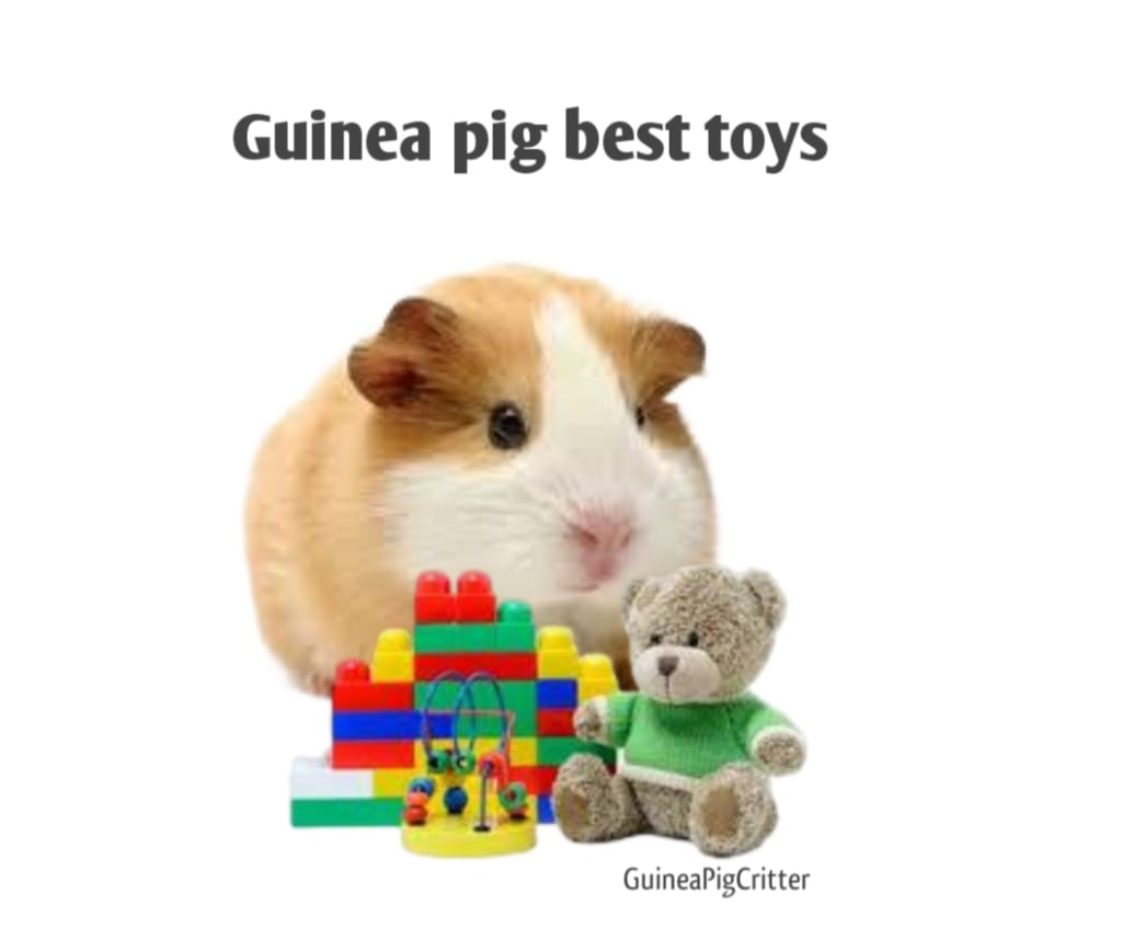 guinea pig best toys